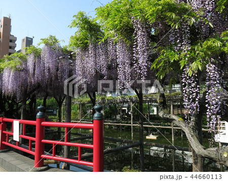藤が咲く春の亀戸天神社（平橋と心字池） 44660113