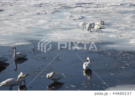 白鳥_サロマ湖 白鳥_サロマ湖 44660237