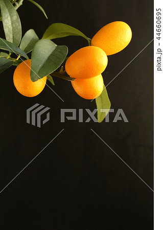 kumquat fruits on a kumquat tree (Citrus japonica) 44660695