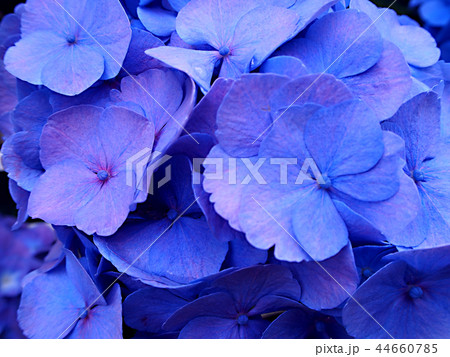 接写した青い紫陽花 接写した青い紫陽花 44660785