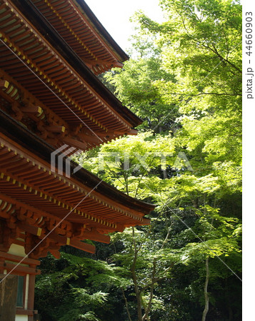京都　浄瑠璃寺 44660903
