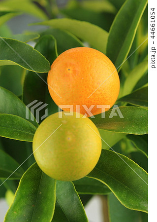 umquat fruits on a kumquat tree (Citrus japonica) 44661054