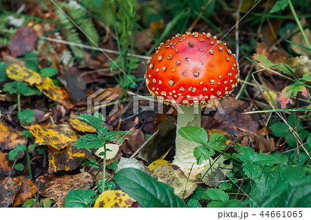 Poisonous dangerous and inedible mushroom fly agaric Poisonous dangerous and inedible mushroom fly agaric 44661065