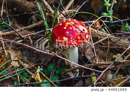 Amanita muscaria mushroom in the forest 44661069