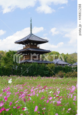 斑鳩・コスモスと法起寺3 斑鳩・コスモスと法起寺3 44661288