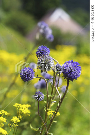 ヒゴタイ　植物　平江帯　古民家 44661330
