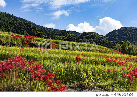 江里山の棚田 44661434
