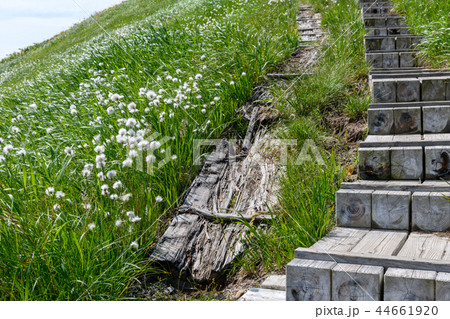 ニセ巻機山（前巻機山）山頂付近の木道とワタスゲ 44661920
