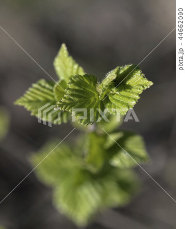 Young raspberry leaves Young raspberry leaves 44662090