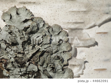 Lichen on a tree 44662091