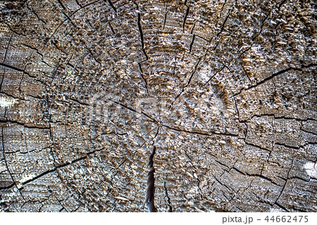 Closeup structure of sawing edge of wood 44662475