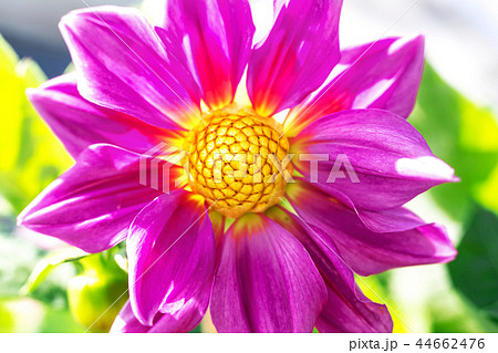 Macro photo of a red chrysanthemum flower Macro photo of a red chrysanthemum flower 44662476