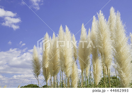 美しいパンパスグラス 44662993