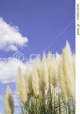 美しいパンパスグラス 美しいパンパスグラス 44663046