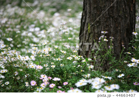 花 花畑 野生の花 44663407