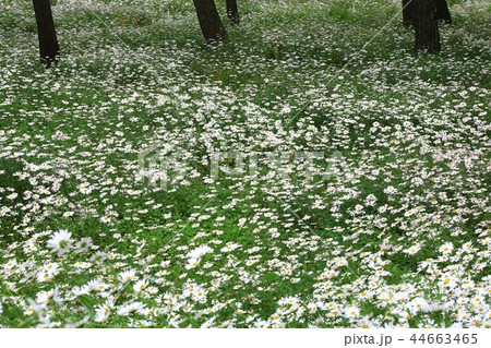 花 花畑 野生の花 44663465