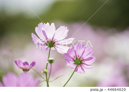秋を感じるコスモス畑 44664020