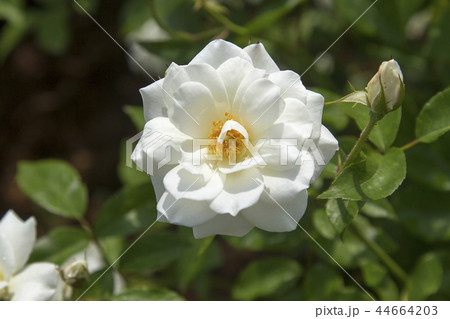 荒尾市 おもやい市民花壇 バラの花、 荒尾市 おもやい市民花壇 バラの花、 44664203