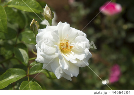 荒尾市 おもやい市民花壇 バラの花、 荒尾市 おもやい市民花壇 バラの花、 44664204