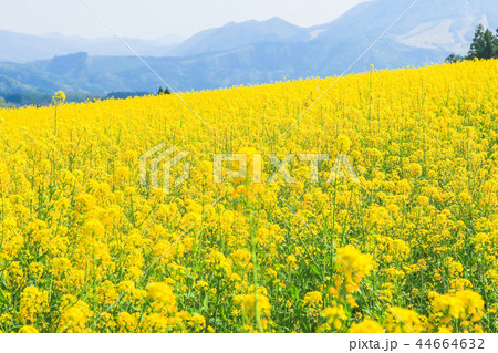 Beautiful Yellow flowers blossoming in spring day Beautiful Yellow flowers blossoming in spring day 44664632