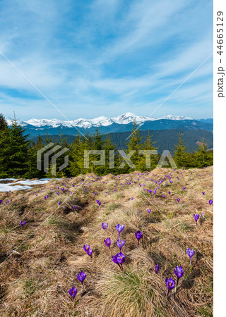 Purple Crocus flowers on spring mountain Purple Crocus flowers on spring mountain 44665129