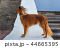 Red russian terrier standing 44665395