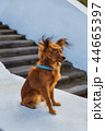 Red russian terrier with blue  leash sitting 44665397