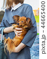 Woman holding red Russian Terrier by hands 44665400
