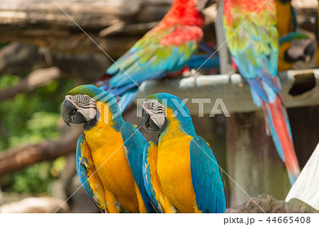 鳥 インコ オウム カラフルの写真素材
