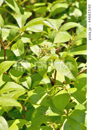 樹木:エゾウコギ ウコギ科 樹木:エゾウコギ ウコギ科 44665540