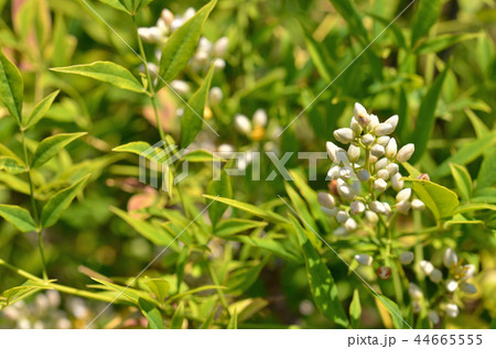 樹木:シロナンテン メギ科 樹木:シロナンテン メギ科 44665555