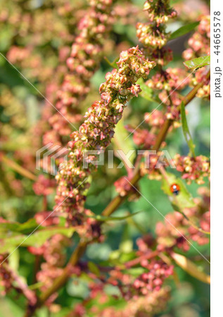 植物：ギシギシ　タデ科 44665578