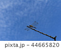 青空と赤トンボ 44665820