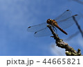 青空と赤トンボ 44665821