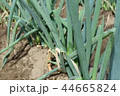 長ネギ 44665824