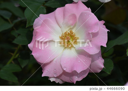 バラ（マチルダ） 44666090