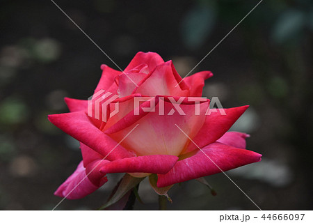 バラ（コロラマ） 44666097