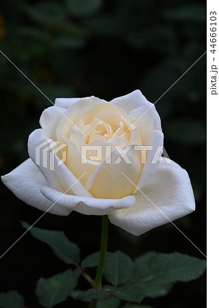 バラ（ホワイト・クリスマス） 44666103