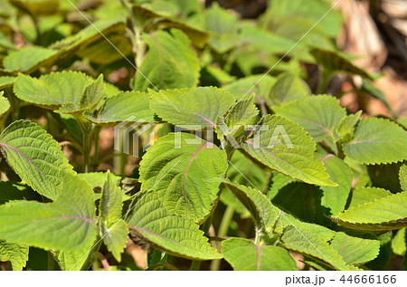 植物：レモンエゴマ　シソ科 44666166