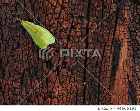 close up of old aged weathered cracked brown wood  44666193
