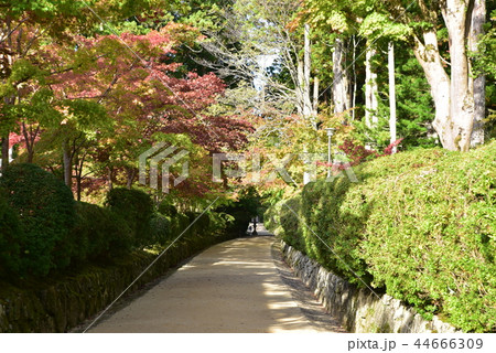 【世界遺産 紀伊山地の霊場と参詣道】色づき始めた蛇腹道 和歌山県伊都郡高野町 【世界遺産 紀伊山地の霊場と参詣道】色づき始めた蛇腹道 和歌山県伊都郡高野町 44666309