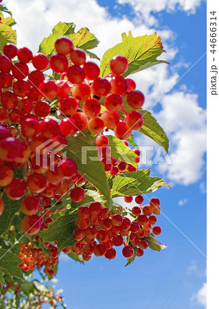 Red viburnum berries on branch in the garden. Green foliage backlit by the sun. Red viburnum berries on branch in the garden. Green foliage backlit by the sun. 44666314