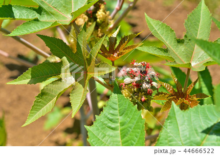 植物:トウゴマ トウダイグサ科 植物:トウゴマ トウダイグサ科 44666522