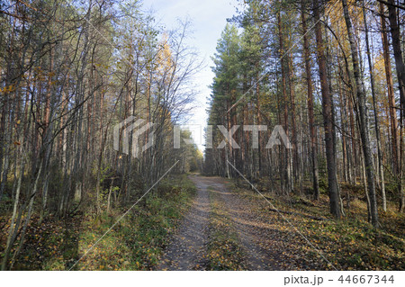 Autumn forest in Karelia, Russia Autumn forest in Karelia, Russia 44667344