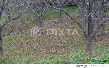 公園の秋 44668337