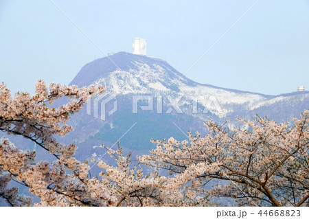 釜臥山と桜 釜臥山と桜 44668823