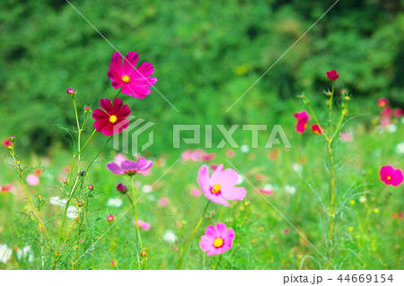 鮮やかに咲くコスモス(秋桜) 鮮やかに咲くコスモス(秋桜) 44669154