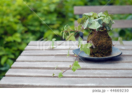 観葉植物　アイビー 44669230