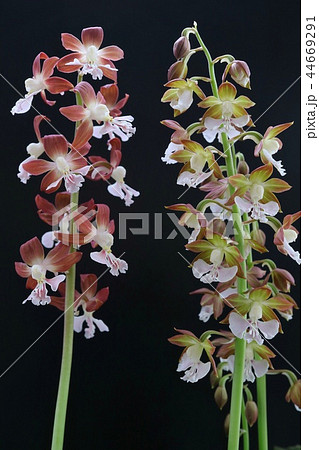 地エビネ 花 黒背景 地エビネ 花 黒背景 44669291