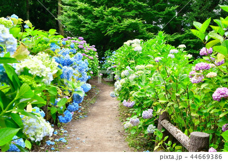 護摩堂山アジサイ園（新潟県） 44669386